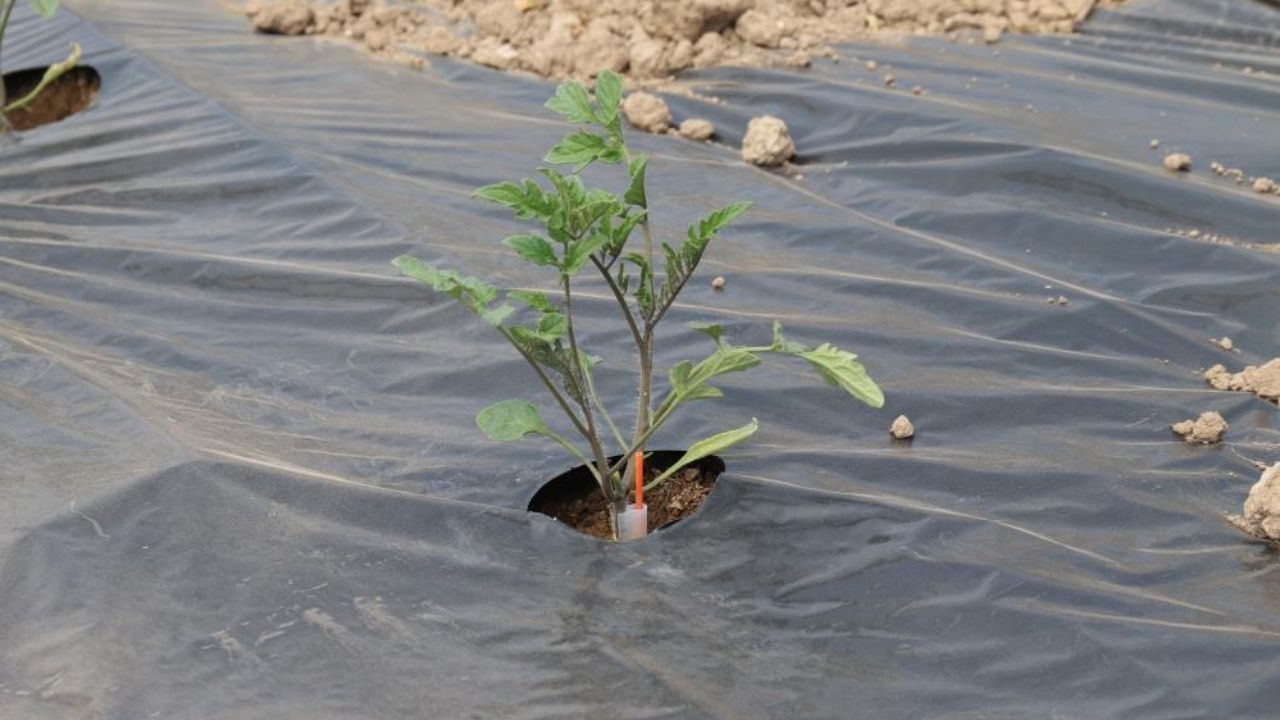 Ucuz sebze için tarih verildi! Seralarda hasat için gün sayılıyor